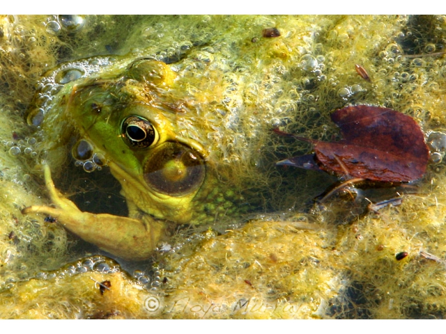 bullfrog3