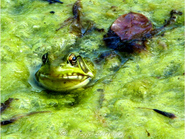 bullfrog4