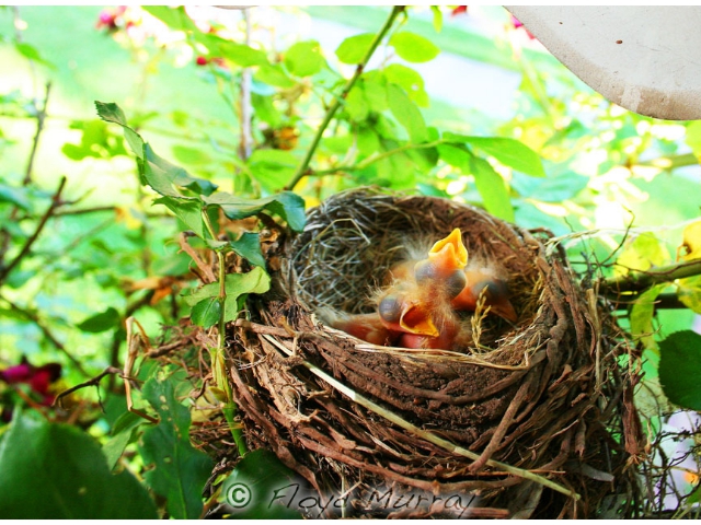 babyrobins