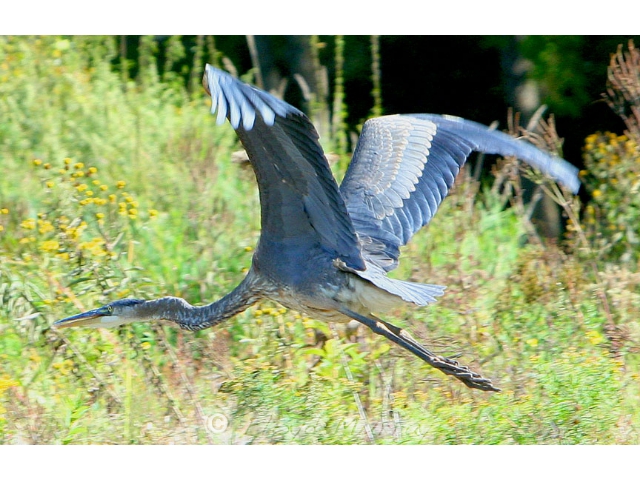 blueheron3