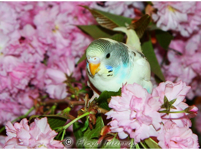 budgieinflowers