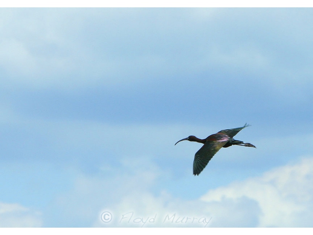 ibis