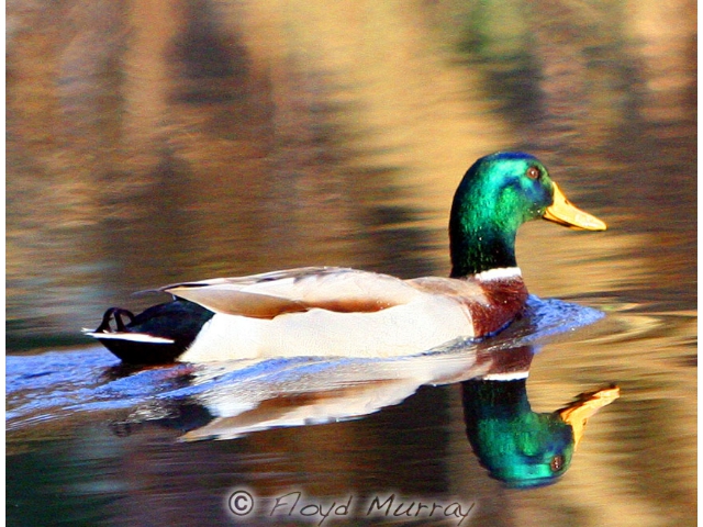 mallard2