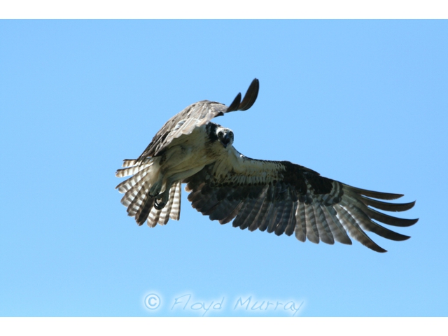 osprey