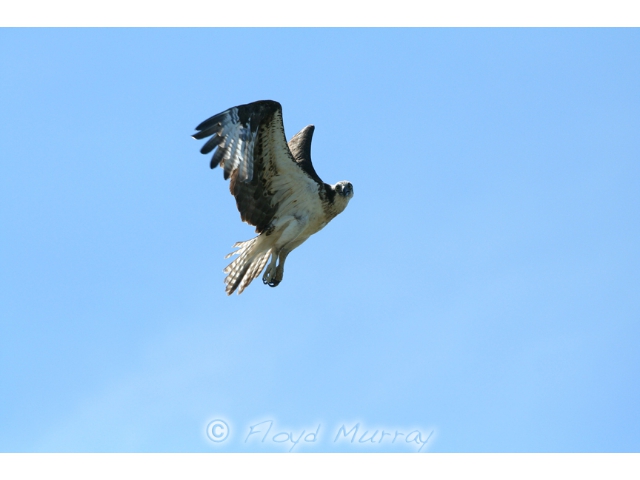 osprey2