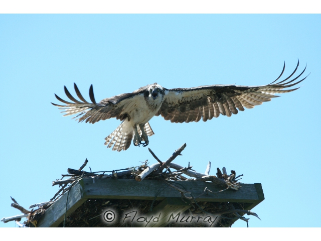 osprey2 