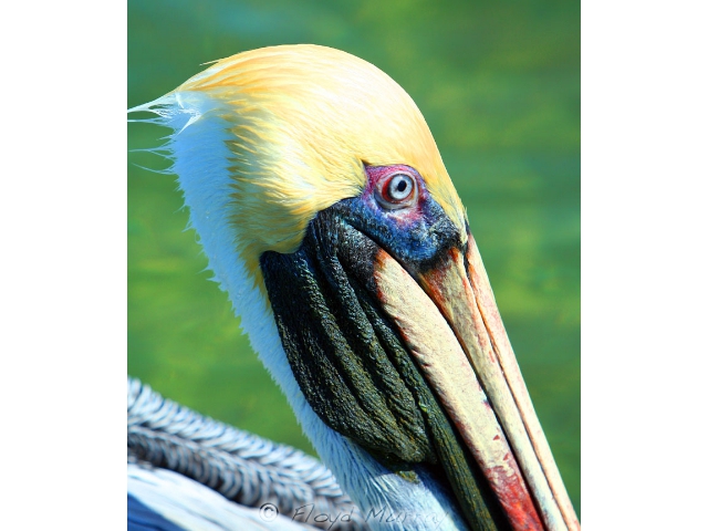 pelicanhead