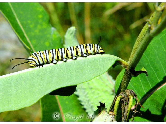 monarchworm