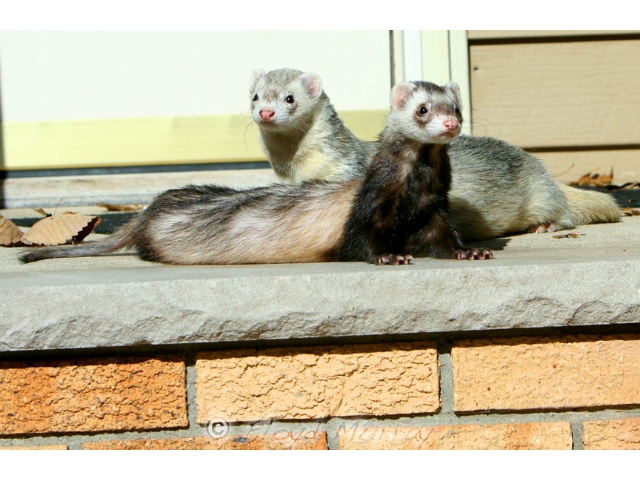 ferretfriends