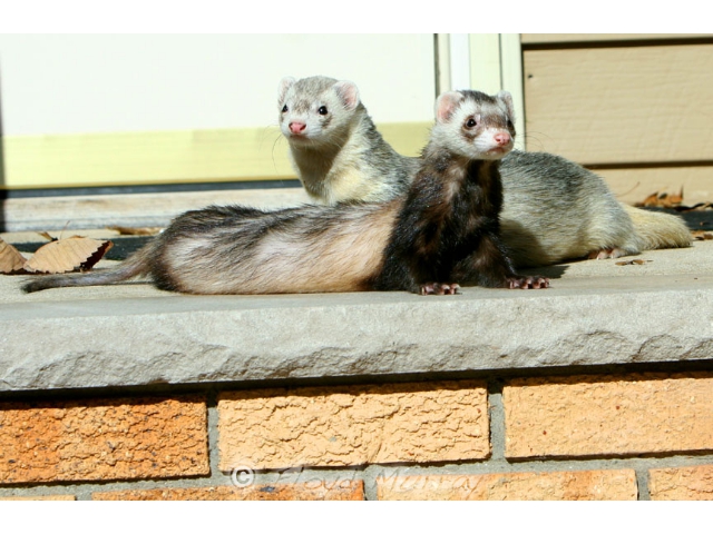 ferretfriends