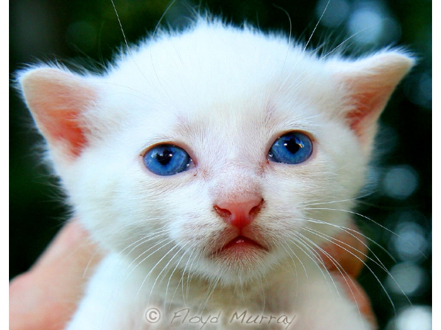 kittenwhite