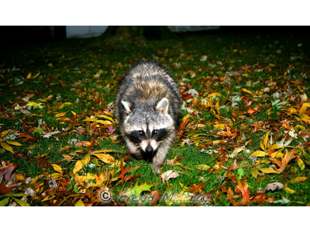 raccoon