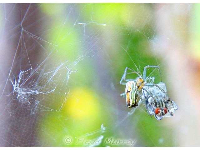 greenspiderfly