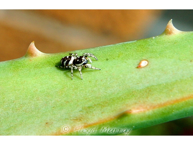 jumpingspider2