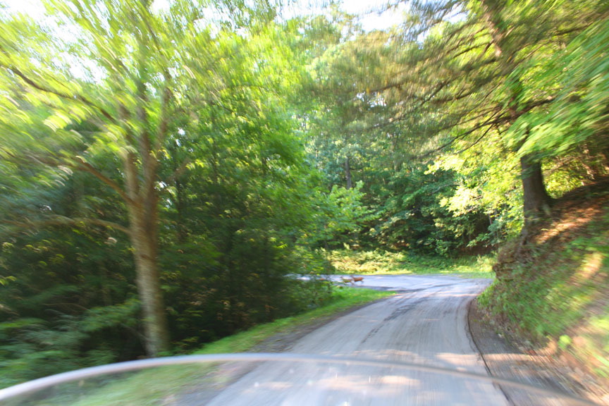 Let me see if I can take a picture while keeping my bike on the road and negotiating this turn with one hand without hitting the deer.